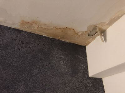Professional black mold removal services in Allen Park - Allen Park Black Mold Removal